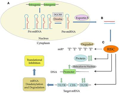 MicroRNAs as Therapeutic Targets in Nasopharyngeal Carcinoma